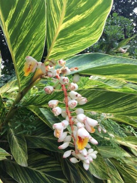 萬年青會開花嗎|【萬年青會開花嗎】萬年青竟然也會開花？20年首次現花苞，專家。